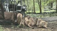 Zoo Keeper Killed By Lions In Front Of Visitors